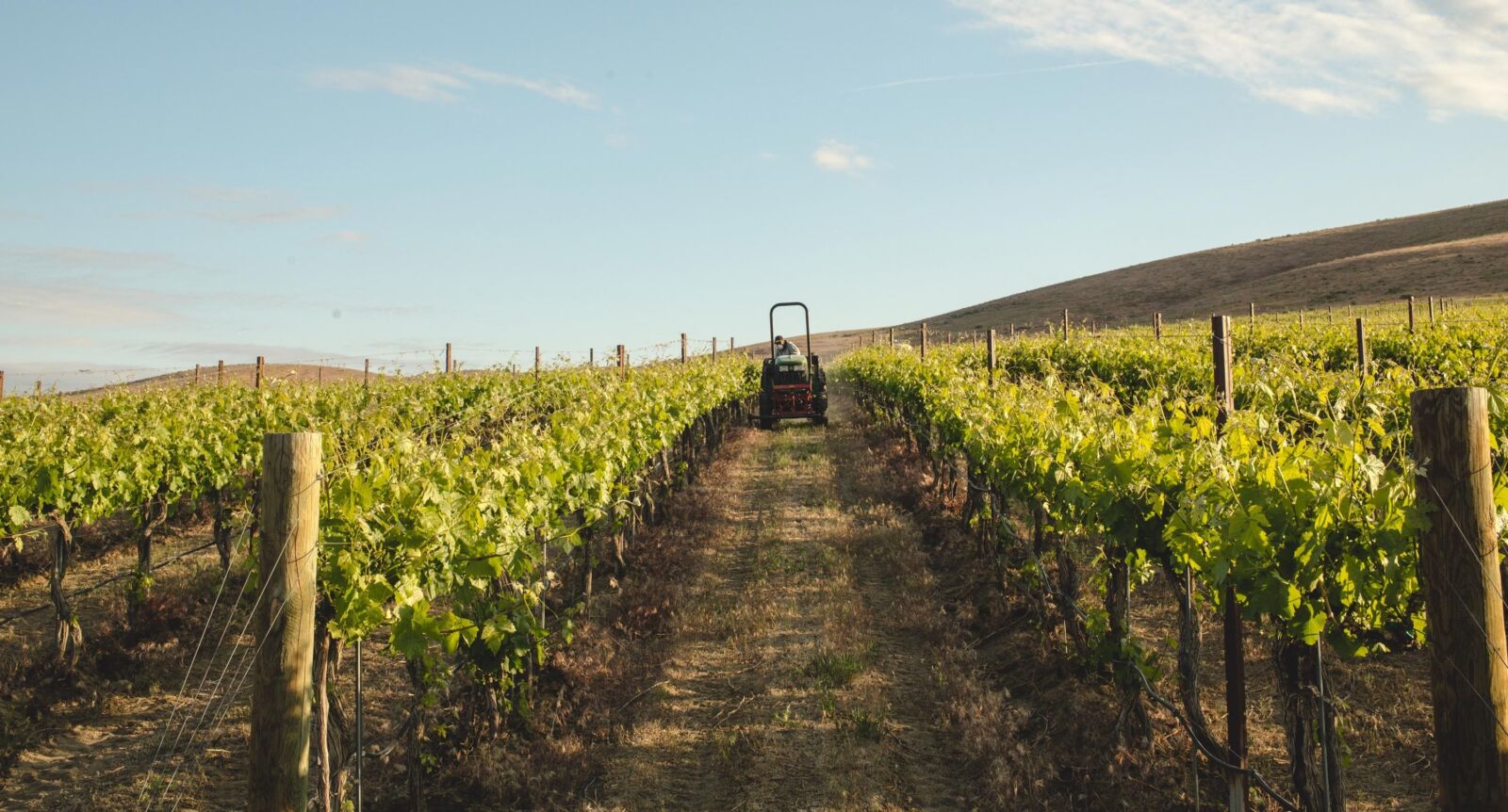 A tractor working in the vines