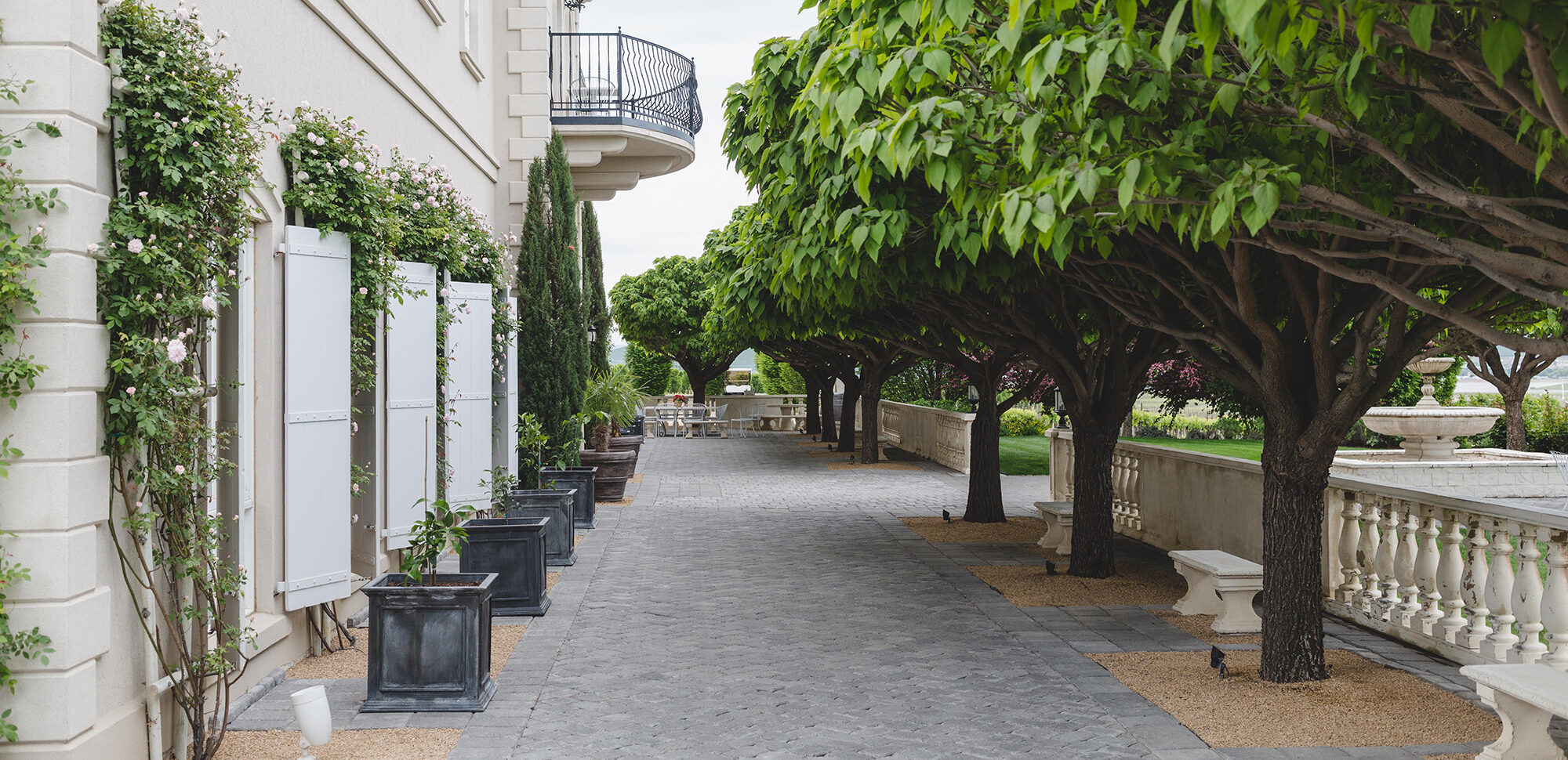 Welcome to Hedges - the Catalpa tree lined entry to the tasting room