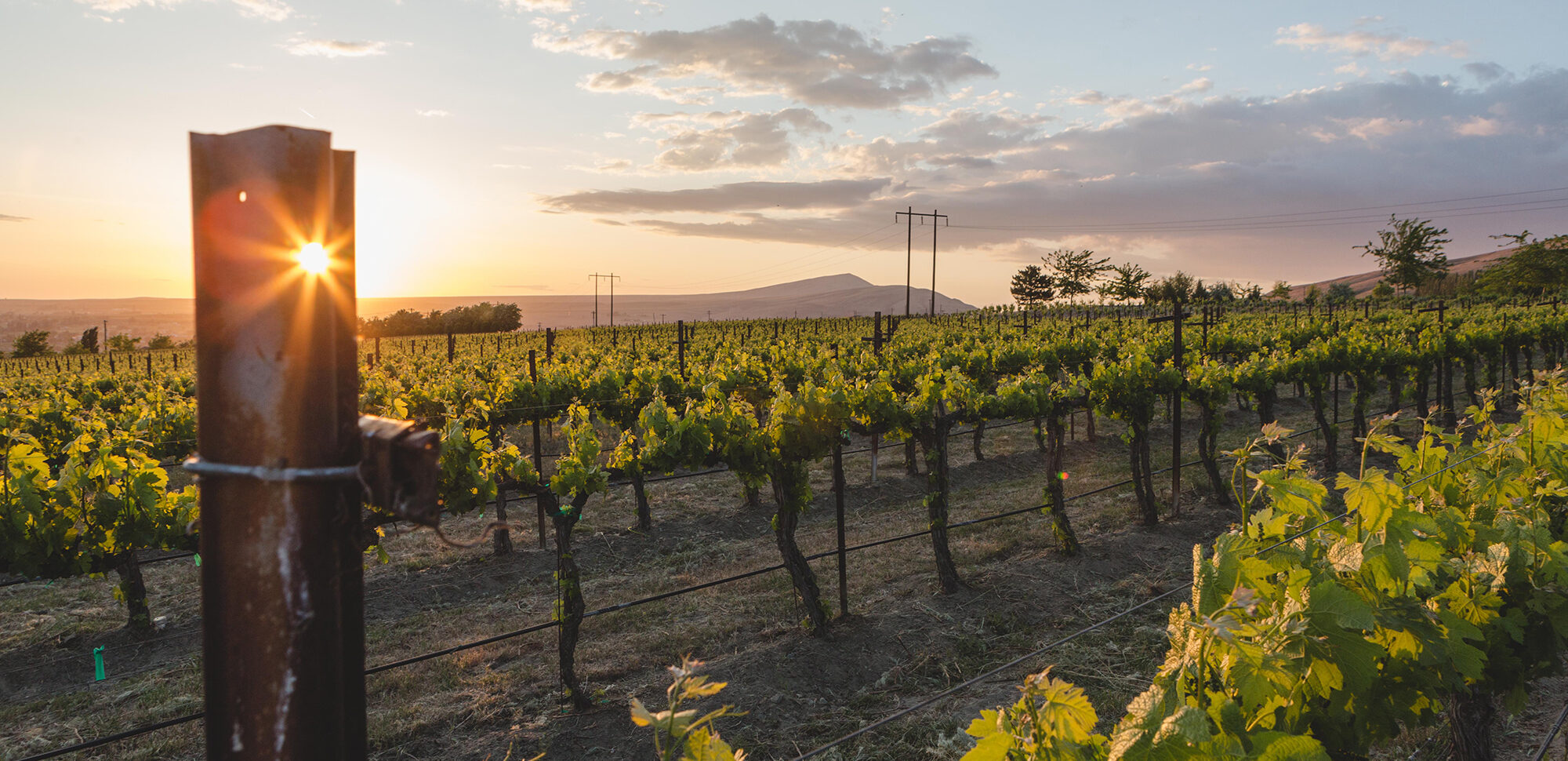 A stunning sunset through the vines on Red Mountain