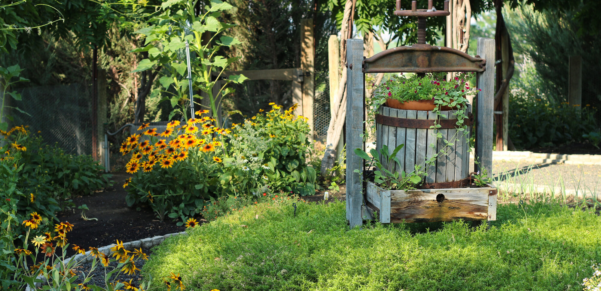 The wine press filled with flowers in our Organic Giving Garden