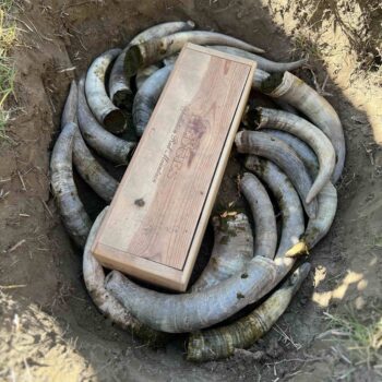 Spring Equinox: Digging up the horns