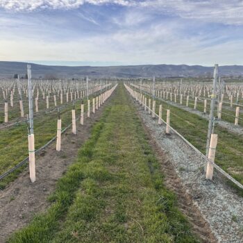 Field Day: Under-Vine Cover Crop Hydroseeding