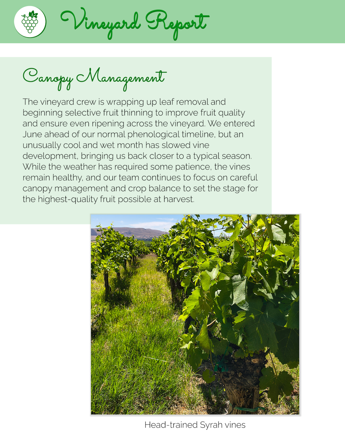 6 July Vineyard Report
