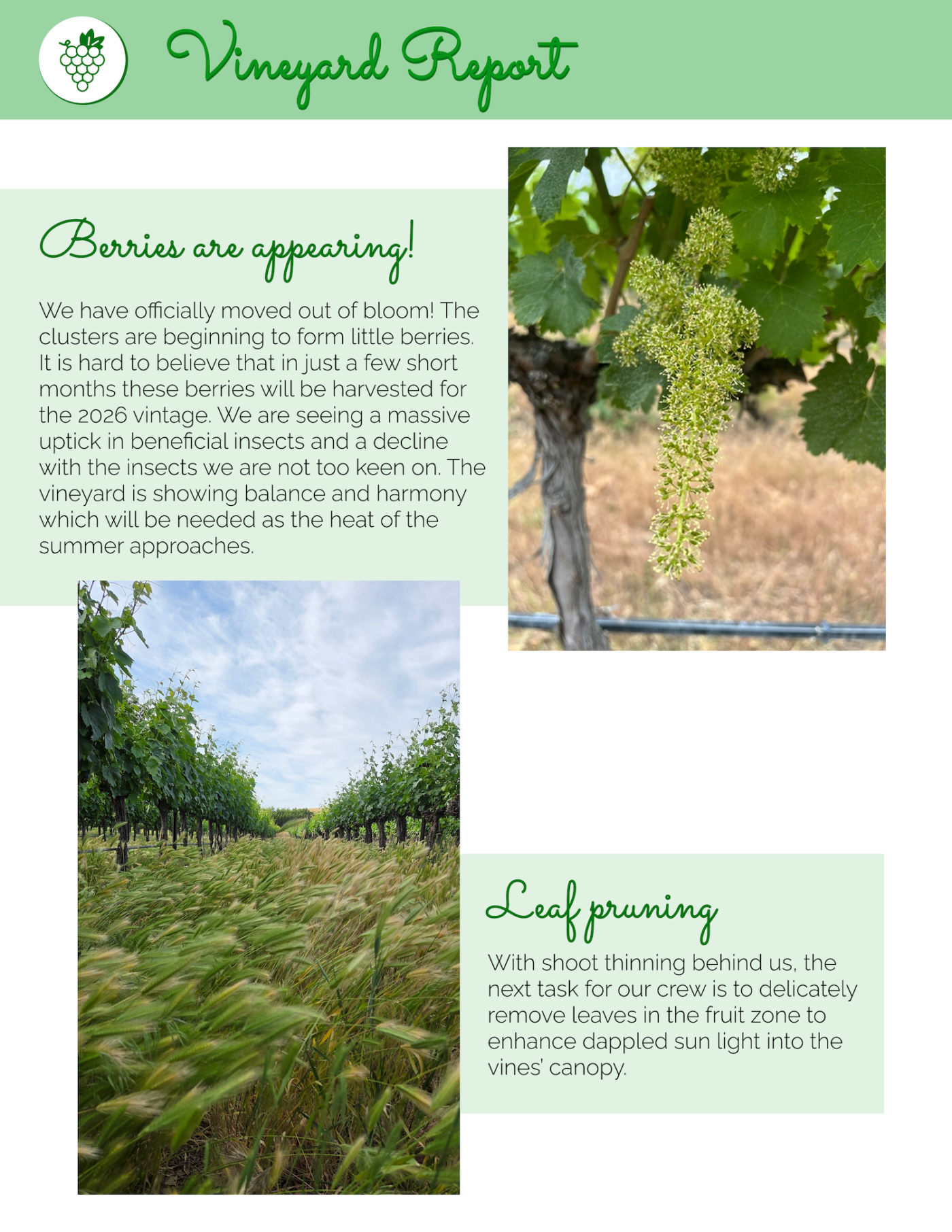 5 June Vineyard Report