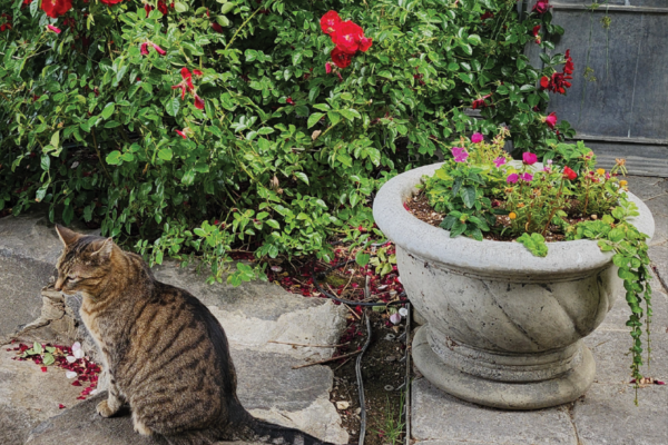 June 2025 Newsletter