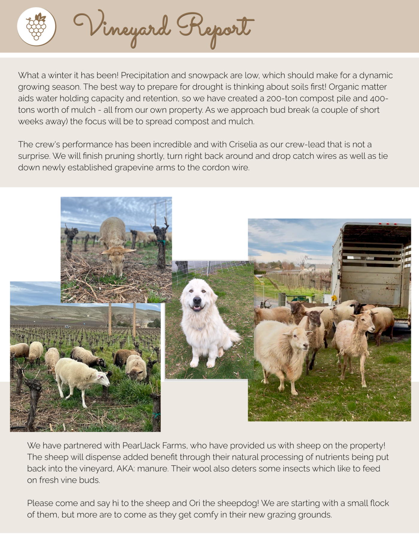 Vineyard Report