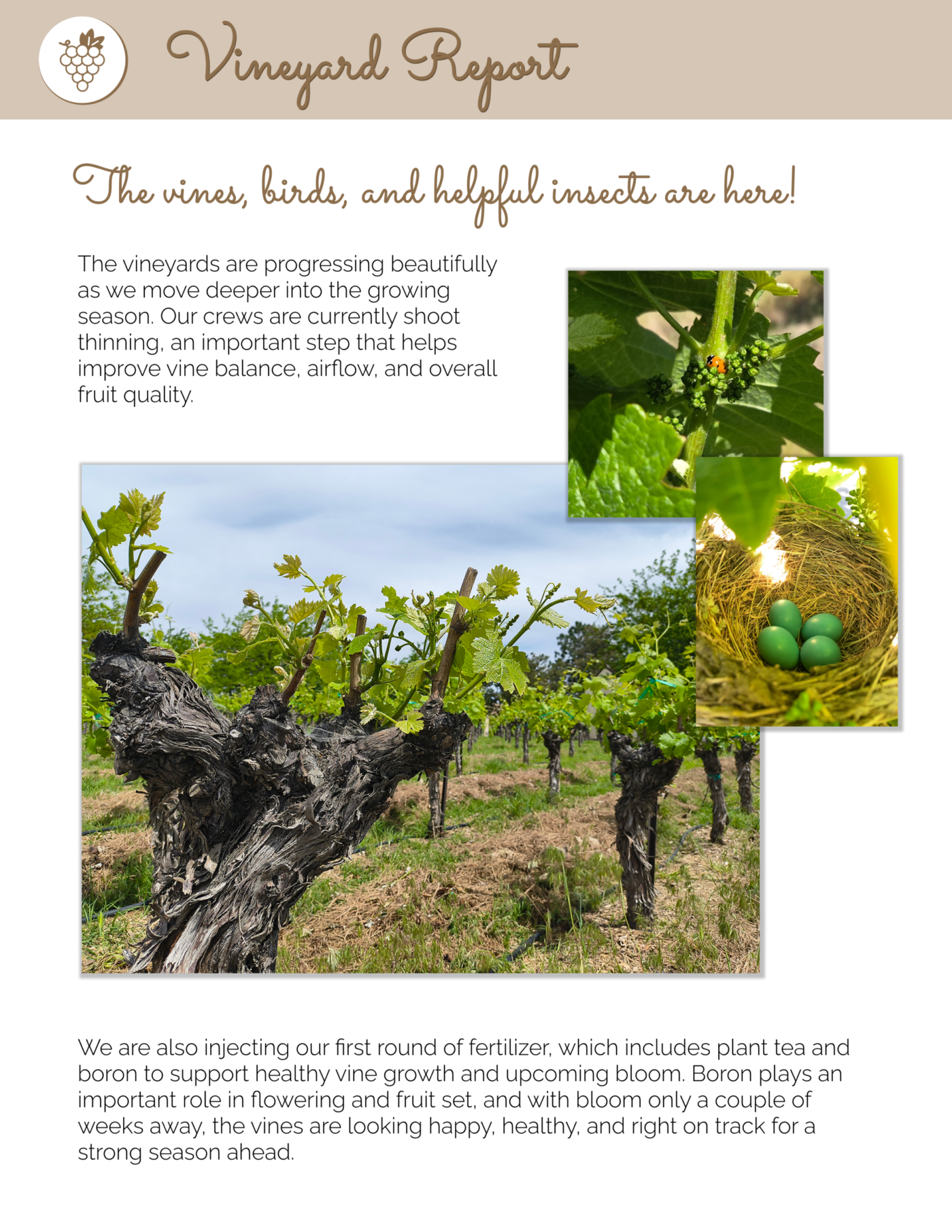 4 Vineyard Report