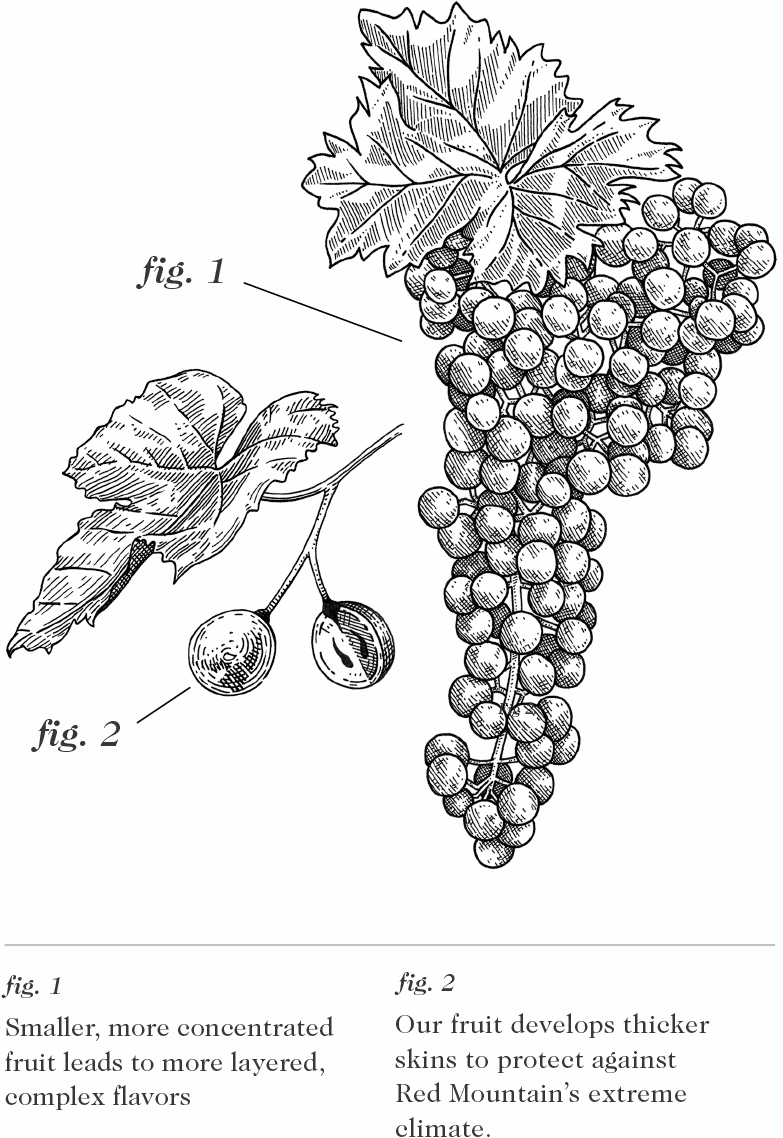 Grapes diagram large
