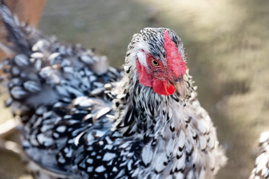 Kimfetrow2022 DSC 7480 copy