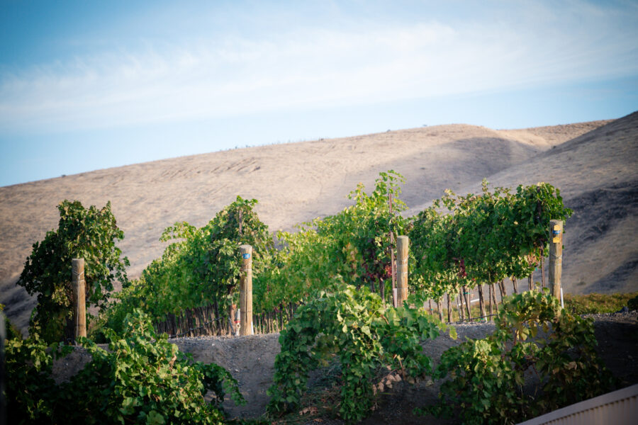 Lower level vines photo