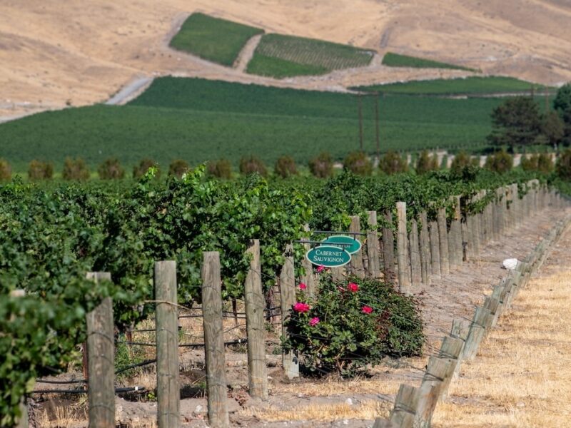 Vineyard roses signs web