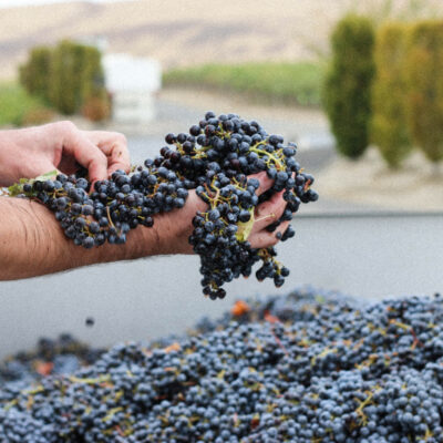 Grapes
