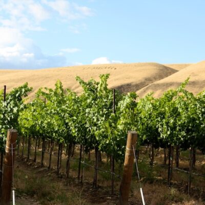 Vineyards